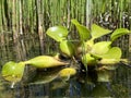 Common water hyacinth / Pontederia crassipes, Eichhornia crassipes / Dickstielige Wasserhyazinthe, Jacinthe dÃ¢â¬â¢eau or Eichhornie Royalty Free Stock Photo